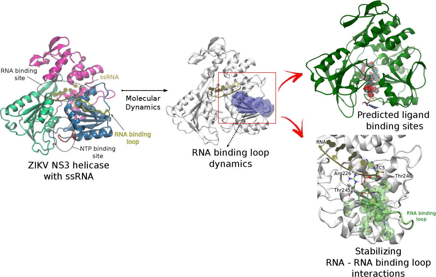 Molecular Dynamics Simulations Of Zika Virus Ns3 Helicase Insights